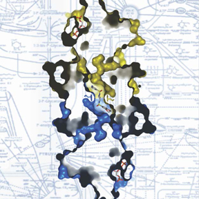 PKM2 enzyme