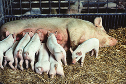 A sow nursing her litter of piglets: Click here for photo caption.