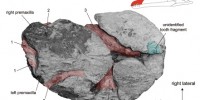 Paleontologists Reveal the Identity of ‘Predator X’