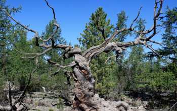 Image of an ancient Siberian pine tree in central Mongolia.