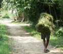 Image of a man carrying a bundle of grasses collected in a community forest in Chitwan, Nepal.