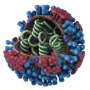 3-dimentional image of sliced Flu Virus