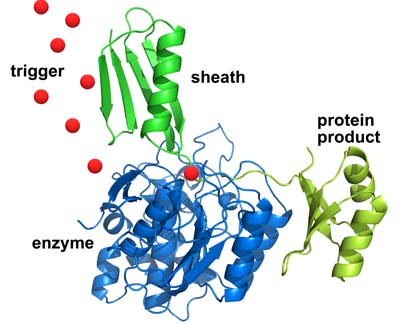 The sheath (in green at top), with the desired protein linked to it (in yellow at right), first sticks to the engineered enzyme (in blue at bottom left) - allowing impurities and other proteins to be washed away.