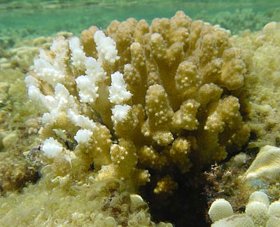 Coral in the genus Pocillopore showing bleached and normal pigmented sections.