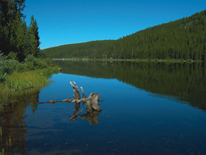 Photograph of lake surrounded by forest.
