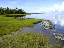 Photograph of wetlands near the shore.