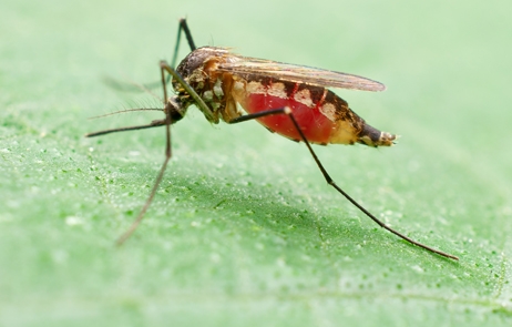 photo of mosquito