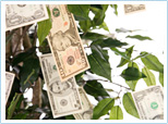 Money Really Doesn't Grow on Trees