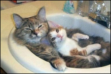 Dos gatos durmiendo en el lavabo