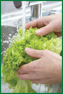 Produce Safety: Lettuce