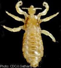 Adult male louse