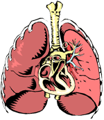 Picture of lungs