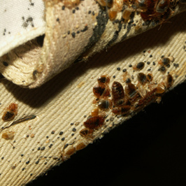 Signs of bed bugs on an old box spring