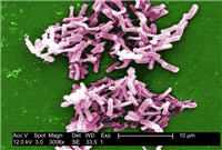 C. difficile