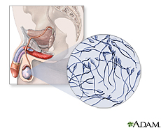 Illustration of male reproductive anatomy and mature sperm