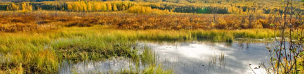 Wetlands scenic photograph