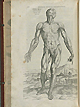 Page 170 of Andreas Vesalius' De corporis humani fabrica libri septem, featuring the illustrated woodcut of the first muscle plate, a full-length frontal view of a flayed corpse with its head tilted back to the left displaying the muscles of the front of the body.