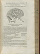 Page 405 of Andreas Vesalius' De corporis humani fabrica libri septem, featuring the illustrated woodcut of the cerebral veins.