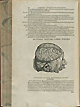 Page 606 of Andreas Vesalius' De corporis humani fabrica libri septem, featuring the illustrated woodcut of the head with the scalp exposed to show the cerebrum.