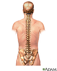 Illustration of the spine