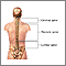 Posterior spinal anatomy