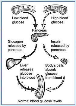 Drawing showing two cutaway images of blood vessels at the top and one cutaway image of a blood vessel at the bottom, each containing different amounts of small circles representing glucose. The blood vessel at the top left with only a few glucose circles is labeled Low blood glucose, and the vessel at the top right, which contains many glucose circles, is labeled High blood glucose. The vessel at the bottom, with an intermediate number of glucose circles, is labeled Normal blood glucose levels. A solid arrow points from the top left vessel to an image of a labeled pancreas below. An outlined arrow points from the top right vessel to the pancreas image below. Below the pancreas on the left is the label Glucagon released by pancreas and a solid arrow going to a drawing of the liver. Below the pancreas on the right is the label Insulin released by pancreas and an outlined arrow going to a cluster of cells. Below the liver on the left side is the label Liver releases glucose into blood and a solid arrow surrounded by glucose circles pointing to the blood vessel labeled Normal blood glucose levels. Below the cluster of cells on the right is the label Body’s cells absorb glucose from blood and an outlined arrow pointing to the blood vessel labeled Normal blood glucose levels.