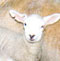 image: lamb