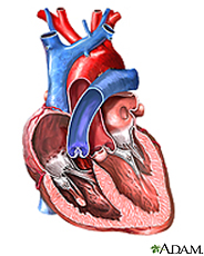 Ilustración del interior del corazón