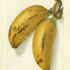 Banana from the USDA Pomological Watercolor Collection. Special Collections of the National Agricultural Library.