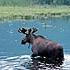 A moose standing in water