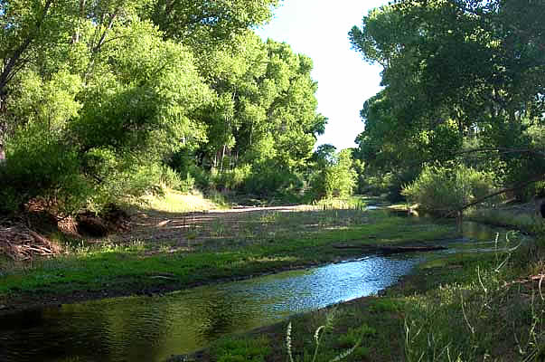 Driest month of the year (June) on the San Pedro River, Arizona.