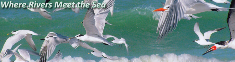 Terns flying in front of breaking waves on the beach - photo credit Kevin T. Edwards