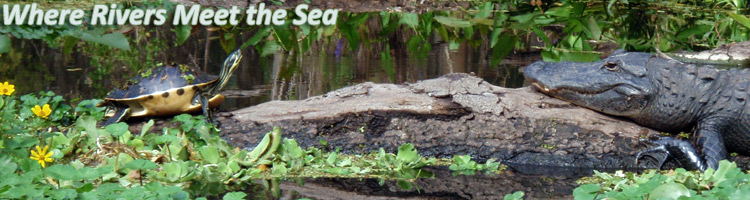 turtle and alligator on a log - photo credit Tampa Bay Estuary Program