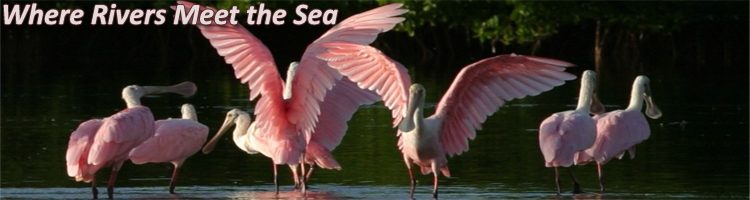 spoonbills playing in the water - photo credit Tampa Bay Estuary Program