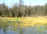 Freshwater - image of a wetland