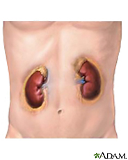 Illustration of the kidneys
