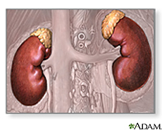 Illustration of the kidneys and adrenal glands