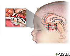 Illustration of the pituitary gland