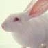 Close-up of a white rabbit