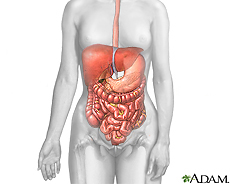 Illustration of the digestive system