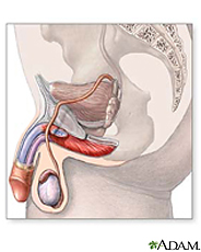 Illustration of male reproductive and urinary anatomy