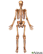 Illustration of the skeleton