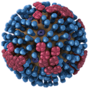 Picture of H1N1 influenza virus