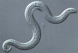 Picture of Angiostrongylus cantonensis, the parasite also known as rat lungworm