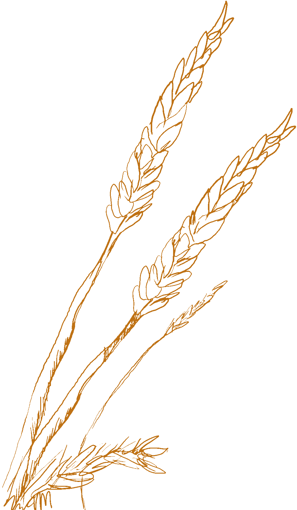 Illustration of a stalk of wheat