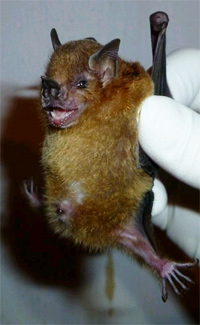 Yellow-shouldered bat found in Guatemala. Photo credit: CDC/OID/NCEZID – Amy T. Gilbert.