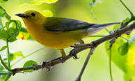 Prothonotary Warbler by Stoil Ivanov.jpg