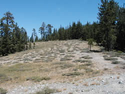 A Slate Mountain serpentine barrens.