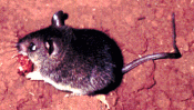 Mastomys rodent (multimammate rat).