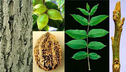 Butternut (Juglans cinerea) images, including its bark, unripe nuts, fruit, compound leaf, and stem tip.
